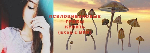 сатива Верея